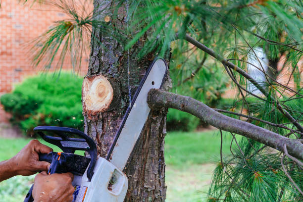 How Our Tree Care Process Works  in Cupertino, CA